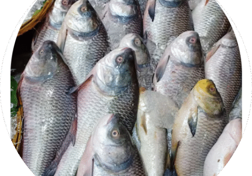 poisson