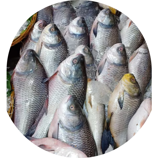 poisson